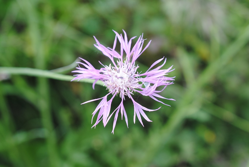 Centaurea napifolia in Molise